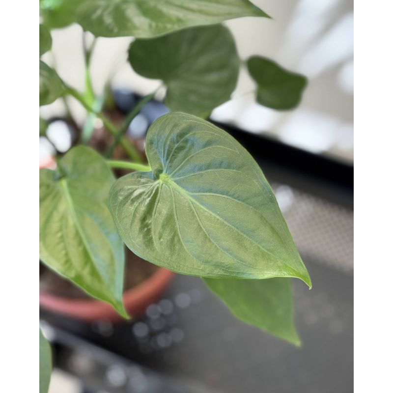 Alocasia cucullata - alokazja