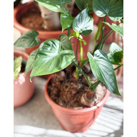 Alocasia cucullata - alokazja