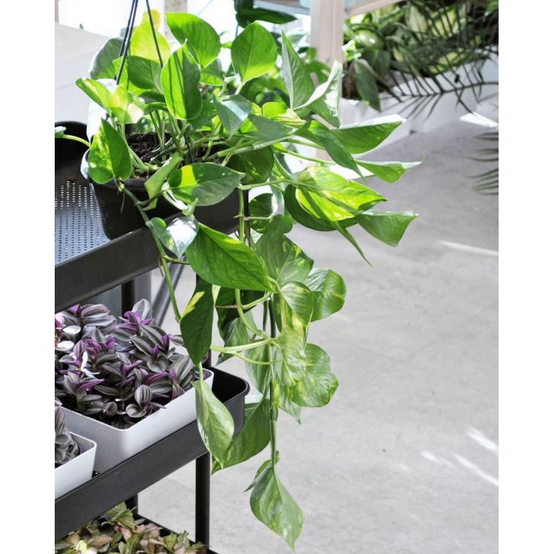 Epipremnum pinnatum aureum - epipremnum złociste