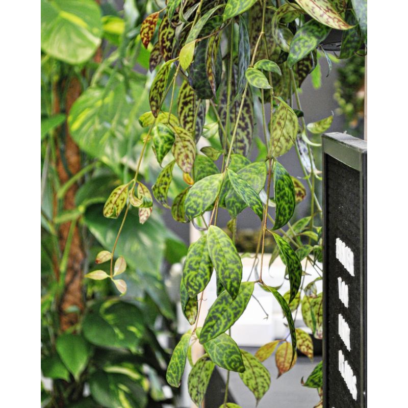 Aeschynanthus marmoratus - eszynantus marmurkowy