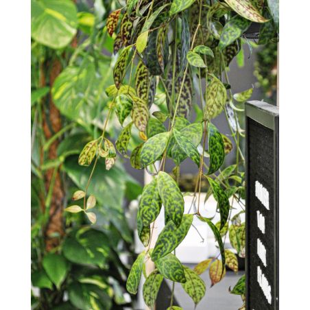 Aeschynanthus marmoratus - eszynantus marmurkowy