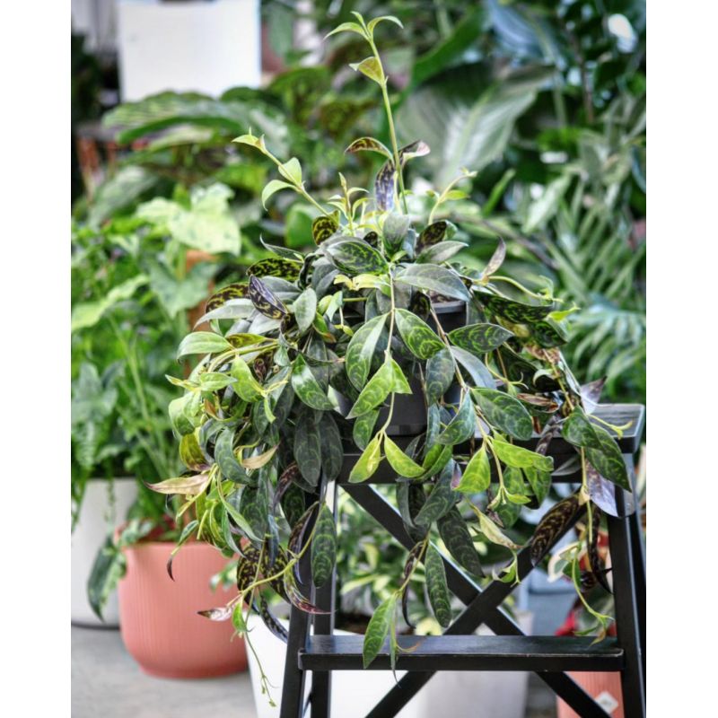 Aeschynanthus marmoratus - eszynantus marmurkowy