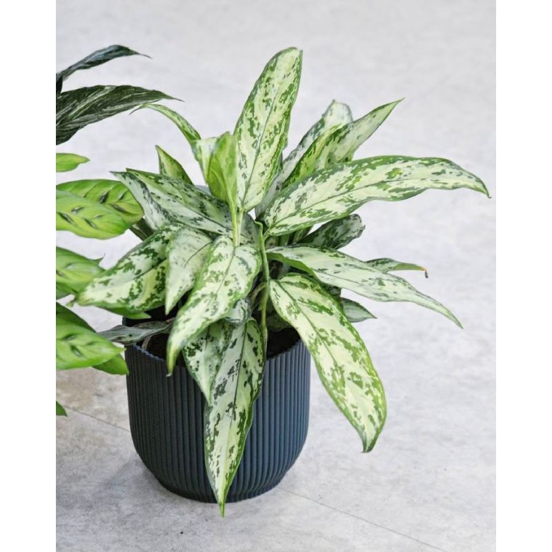 Aglaonema 'Silver Queen' - aglonema
