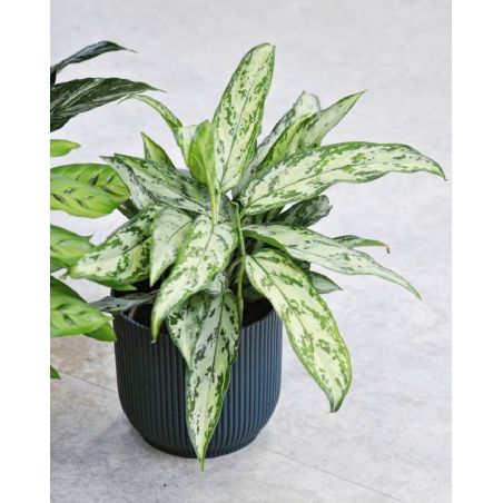 Aglaonema 'Silver Queen' - aglonema