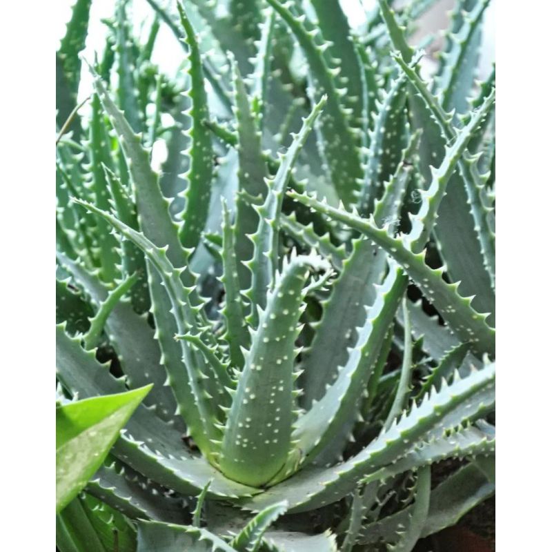 Aloe arborescens - aloes drzewiasty