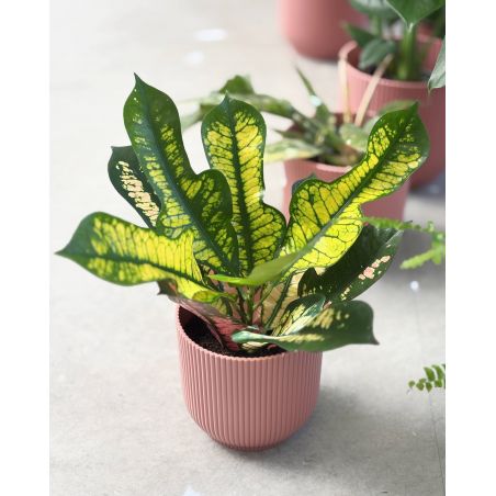 Codiaeum variegatum 'Sunny Star' - kroton różnobarwny