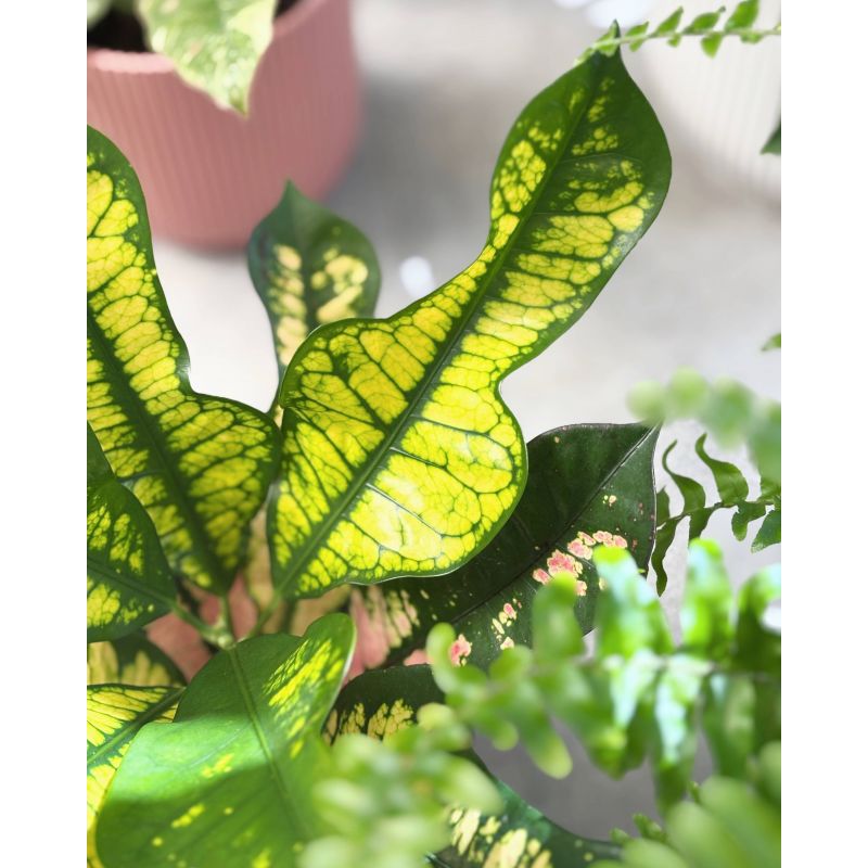 Codiaeum variegatum 'Sunny Star' - kroton różnobarwny