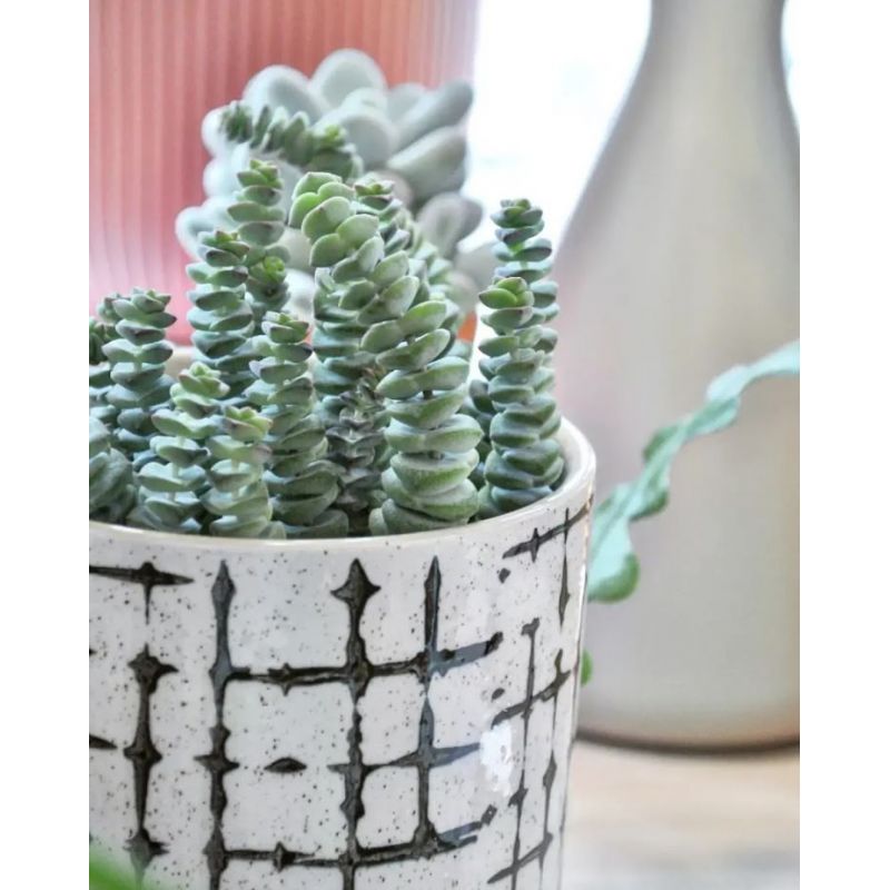 Crassula marnieriana 'Hottentot' - grubosz