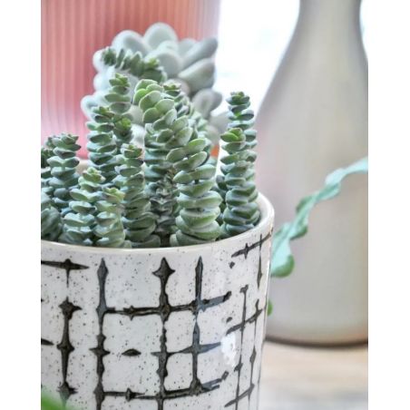 Crassula marnieriana 'Hottentot' - grubosz