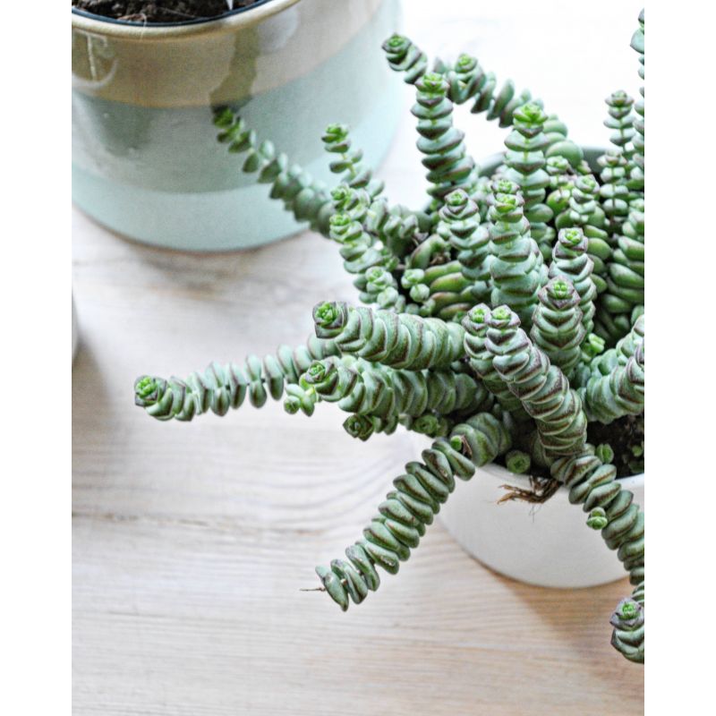 Crassula marnieriana 'Hottentot' - grubosz