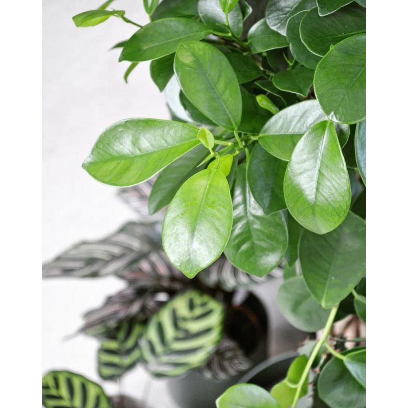 Ficus microcarpa 'Moclame' - figowiec