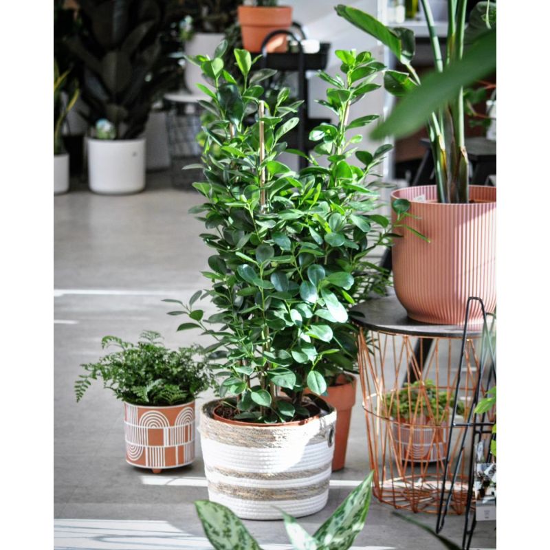 Ficus microcarpa 'Moclame' - figowiec