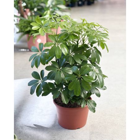 Schefflera arboricola 'Nora' - szeflera drzewkowata