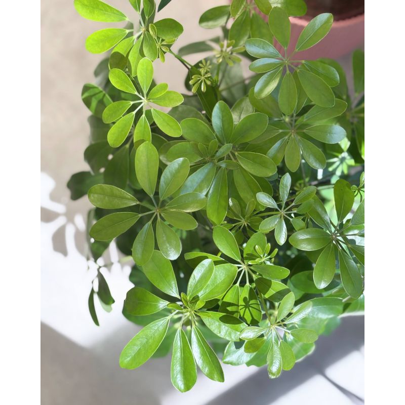 Schefflera arboricola 'Nora' - szeflera drzewkowata