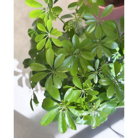 Schefflera arboricola 'Nora' - szeflera drzewkowata