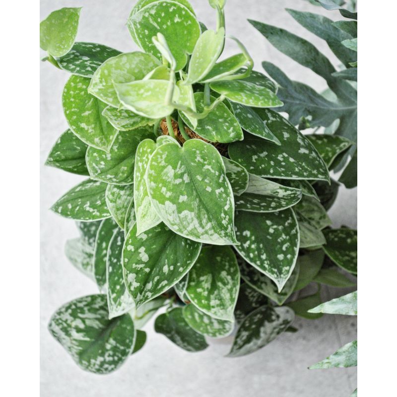Scindapsus pictus 'Silvery Ann' - scindapsus pstry