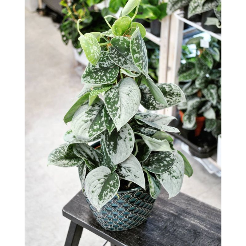Scindapsus pictus 'Silvery Ann' - scindapsus pstry