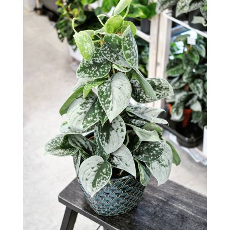 Scindapsus pictus 'Silvery Ann' - scindapsus pstry