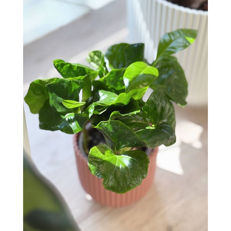 Coffea arabika - kawa arabska