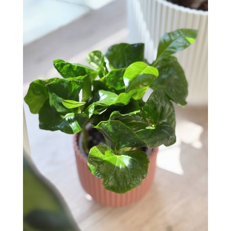 Coffea arabika - kawa arabska