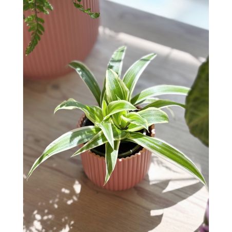 Chlorophytum comosum - zielistka