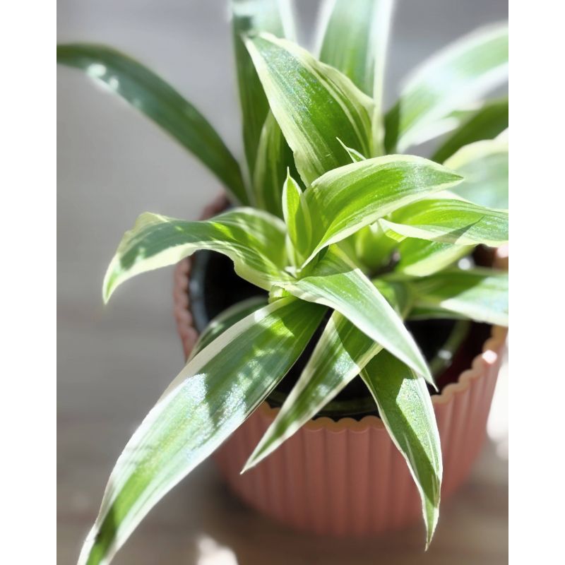 Chlorophytum comosum - zielistka