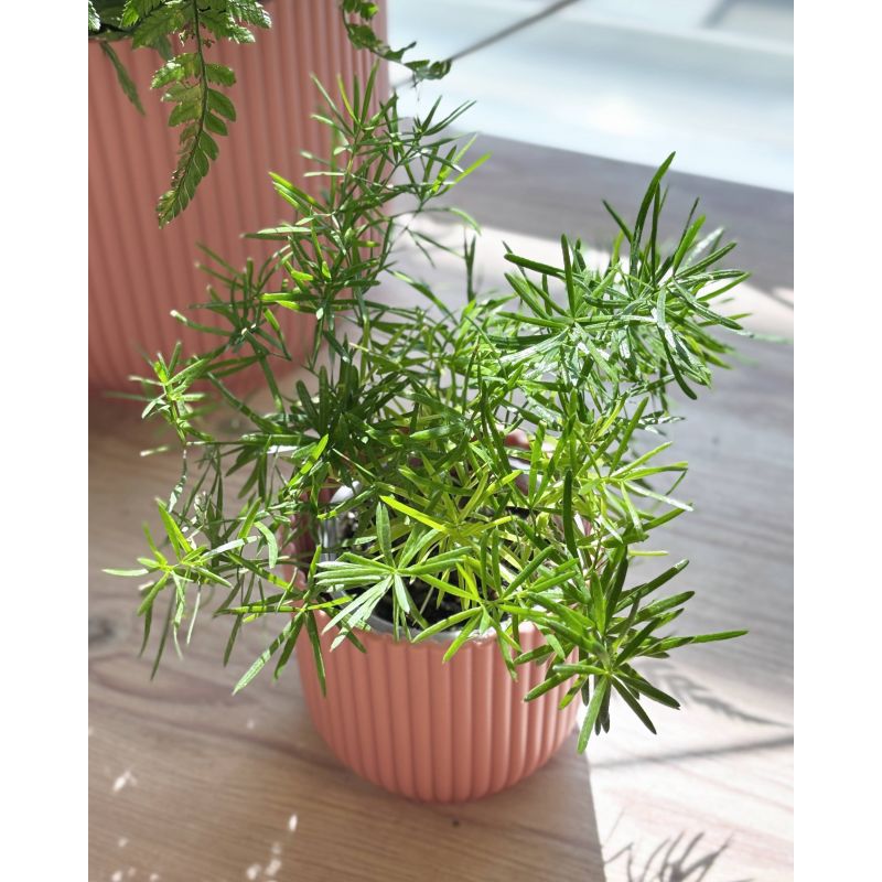 Asparagus densiflorus - szparag gęstokwiatowy