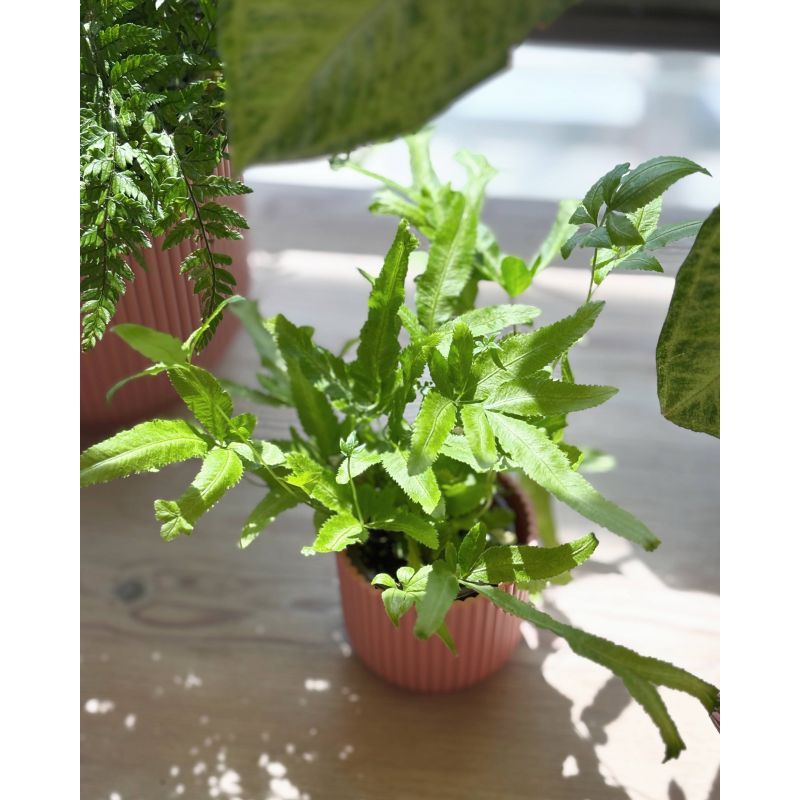 Pteris cretica - orliczka kreteńska