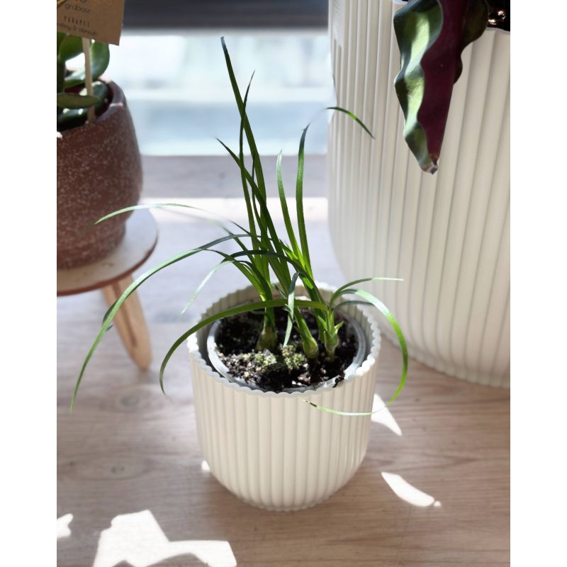 Beaucarnea recurwata - nolina odgięta