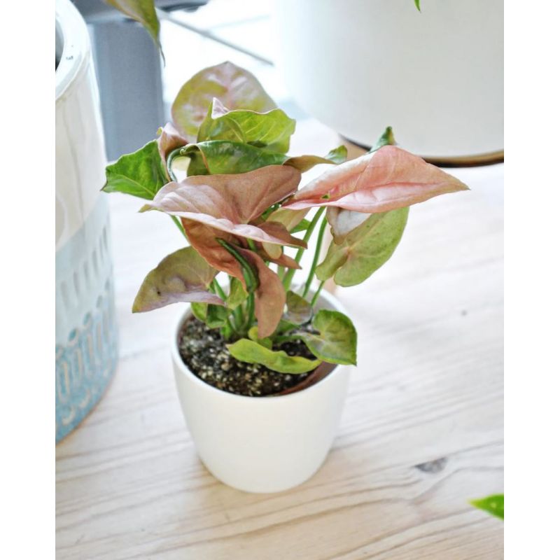 Syngonium 'Red Heart' - zroślicha
