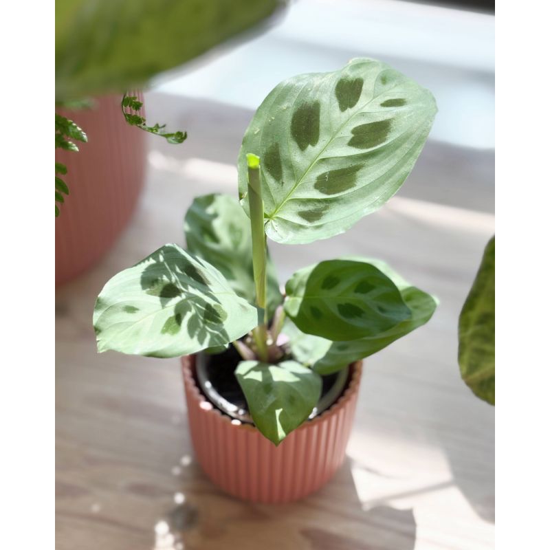 Maranta leuconeura 'Kerchoviana' - maranta białounerwiona