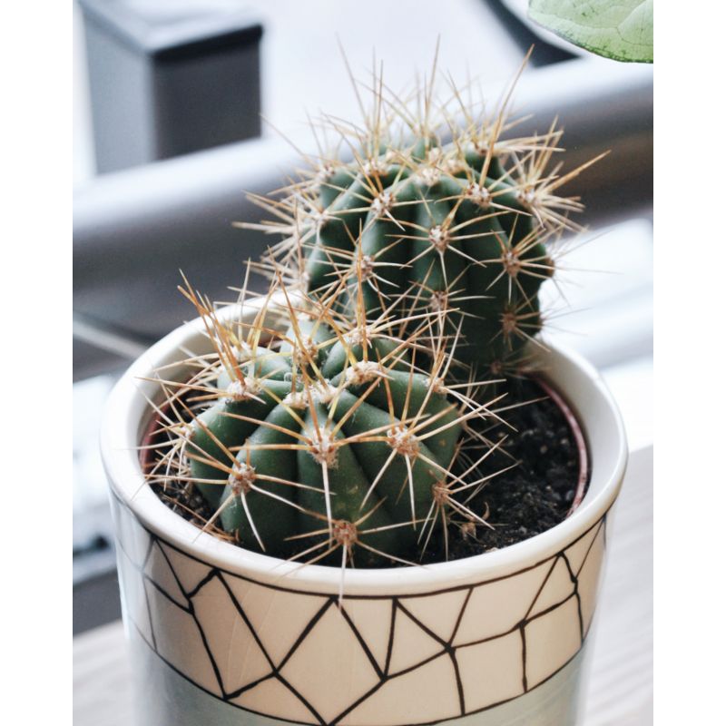 Leucostele terscheckii - kaktus Leucostele terscheckii - kaktus
