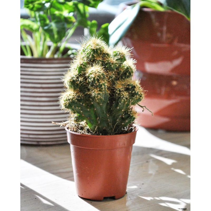 Cereus peruvianus Monstruosus - kaktus 