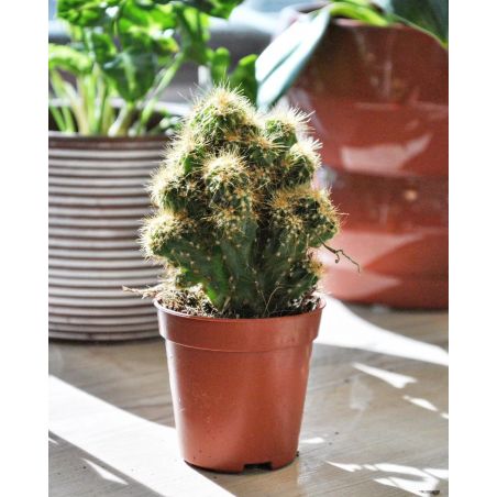 Cereus peruvianus Monstruosus - kaktus 