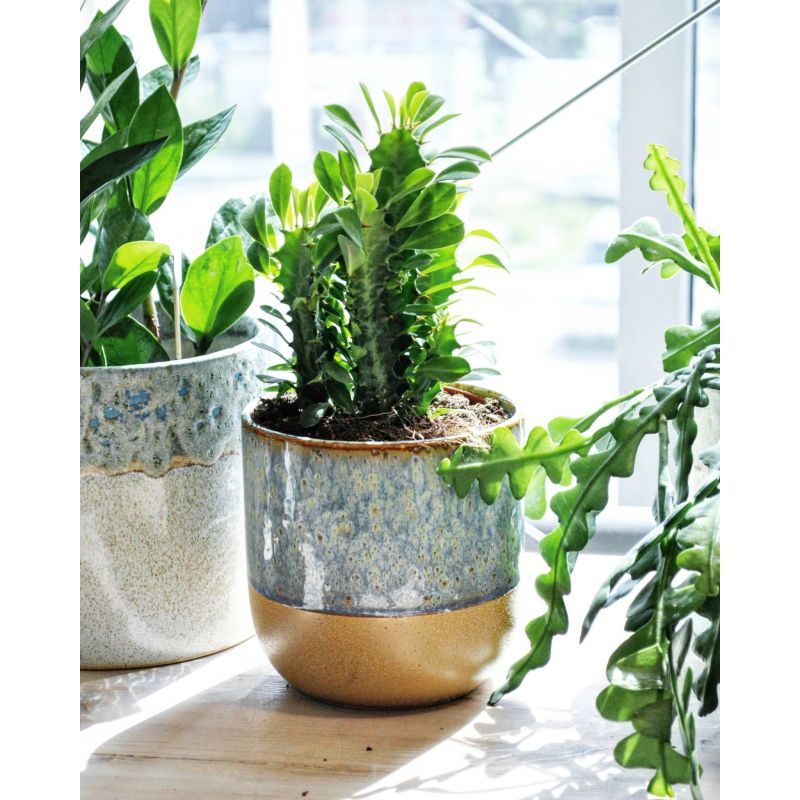 Euphorbia trigona - wilczomlecz trójżebrowy