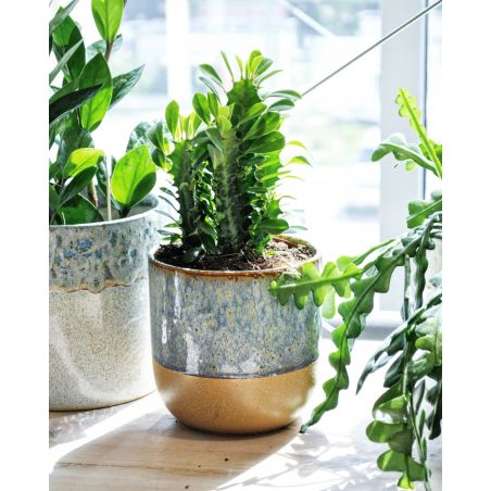 Euphorbia trigona - wilczomlecz trójżebrowy