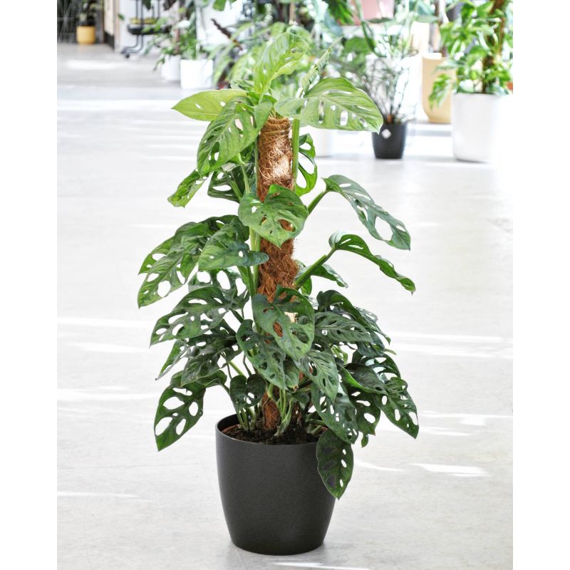 Monstera adansonii - monstera Adansona Monstera adansonii - monstera Adansona