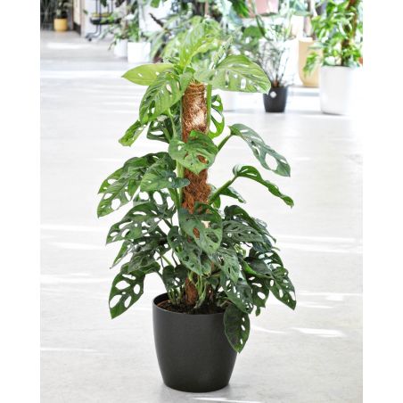 Monstera adansonii - monstera Adansona