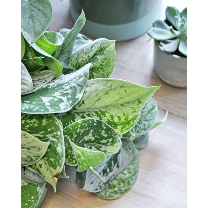 Scindapsus pictus 'Silvery Ann' - scindapsus pstry