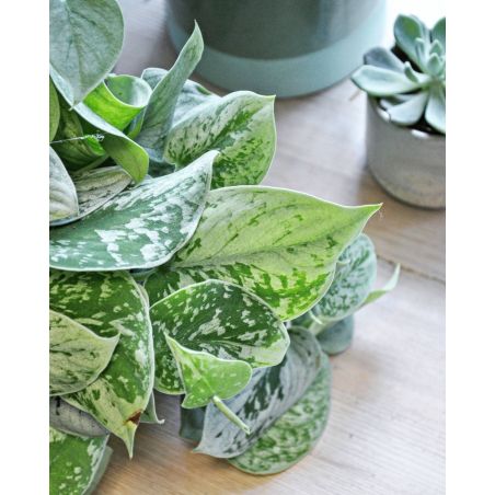 Scindapsus pictus 'Silvery Ann' - scindapsus pstry