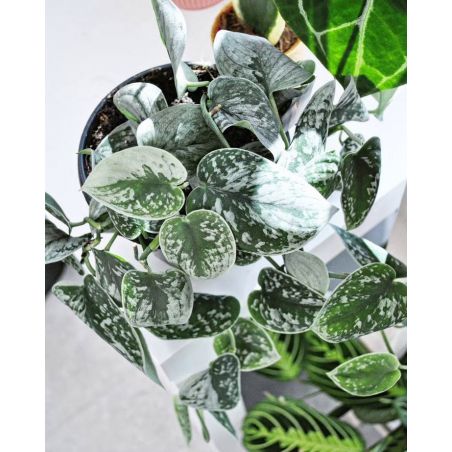 Scindapsus pictus 'Silvery Ann' - scindapsus pstry