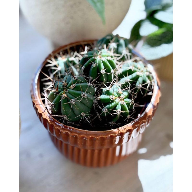 Leucostele terscheckii - kaktus Leucostele terscheckii - kaktus