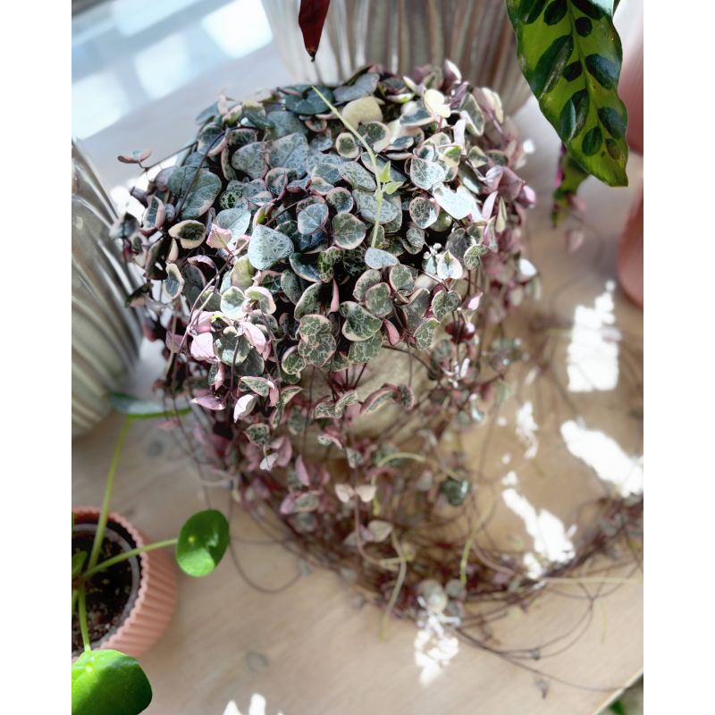 Ceropegia woodii 'Variegata' - ceropegia Wooda