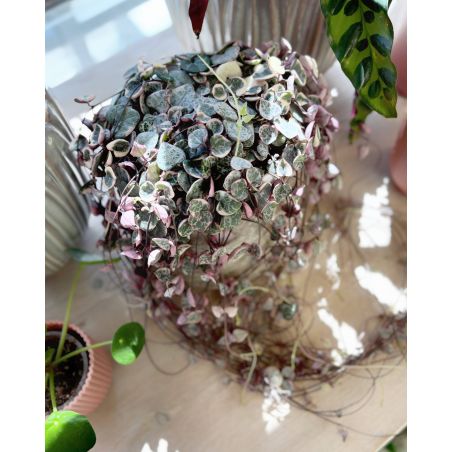 Ceropegia woodii 'Variegata' - ceropegia Wooda