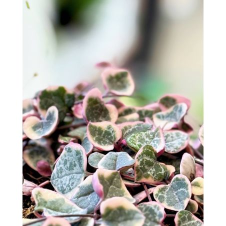 Ceropegia woodii 'Variegata' - ceropegia Wooda