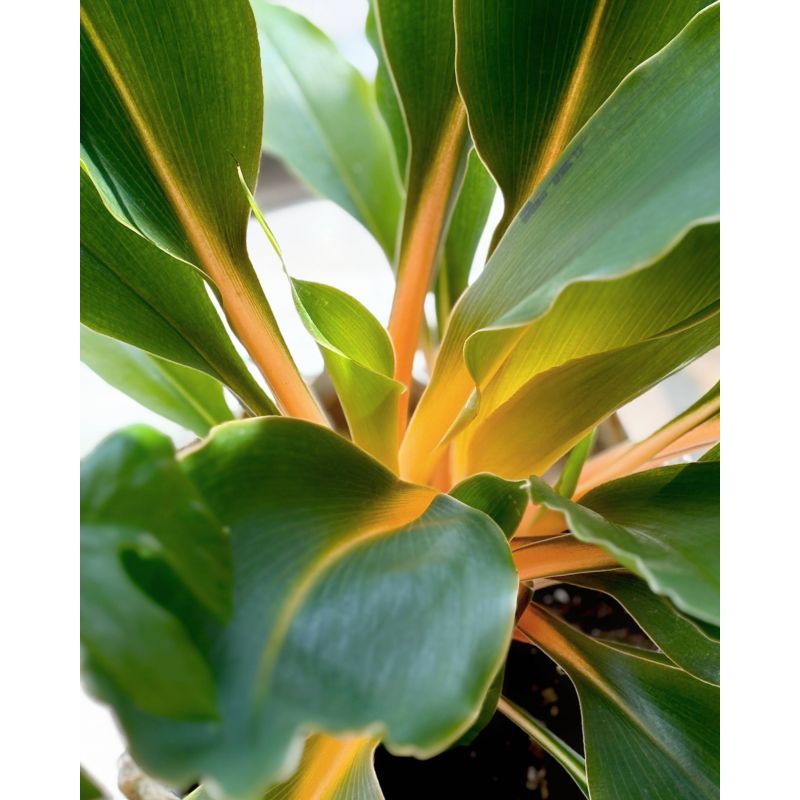 Chlorophytum orchidastrum 'Fire Flash' - zielistka