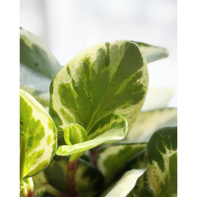 Peperomia obtusifolia 'Golden Gate' - peperomia tępolistna