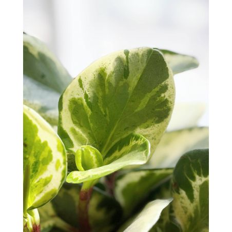 Peperomia obtusifolia 'Golden Gate' - peperomia tępolistna