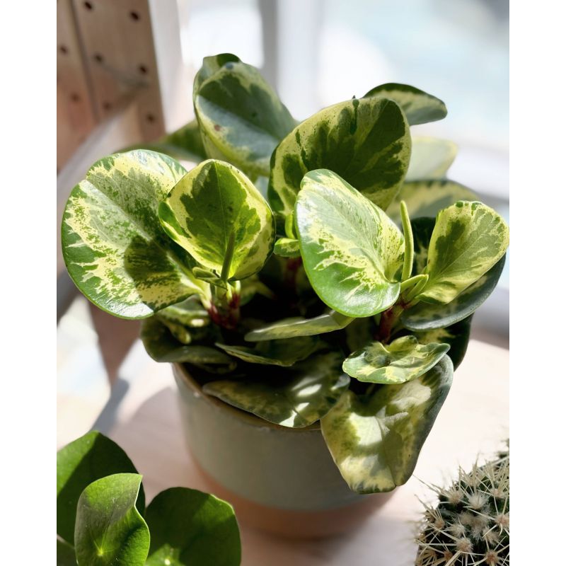 Peperomia obtusifolia 'Golden Gate' - peperomia tępolistna
