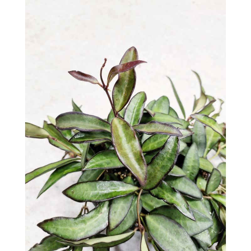 Hoya 'Rosita' - hoja
